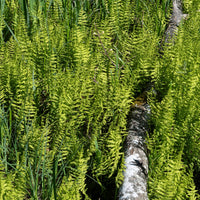 Moerasvaren - Thelypteris palustris - Bakker