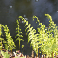 Varens - Moerasvaren - Thelypteris palustris
