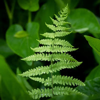 Verkoop Moerasvaren - Thelypteris palustris