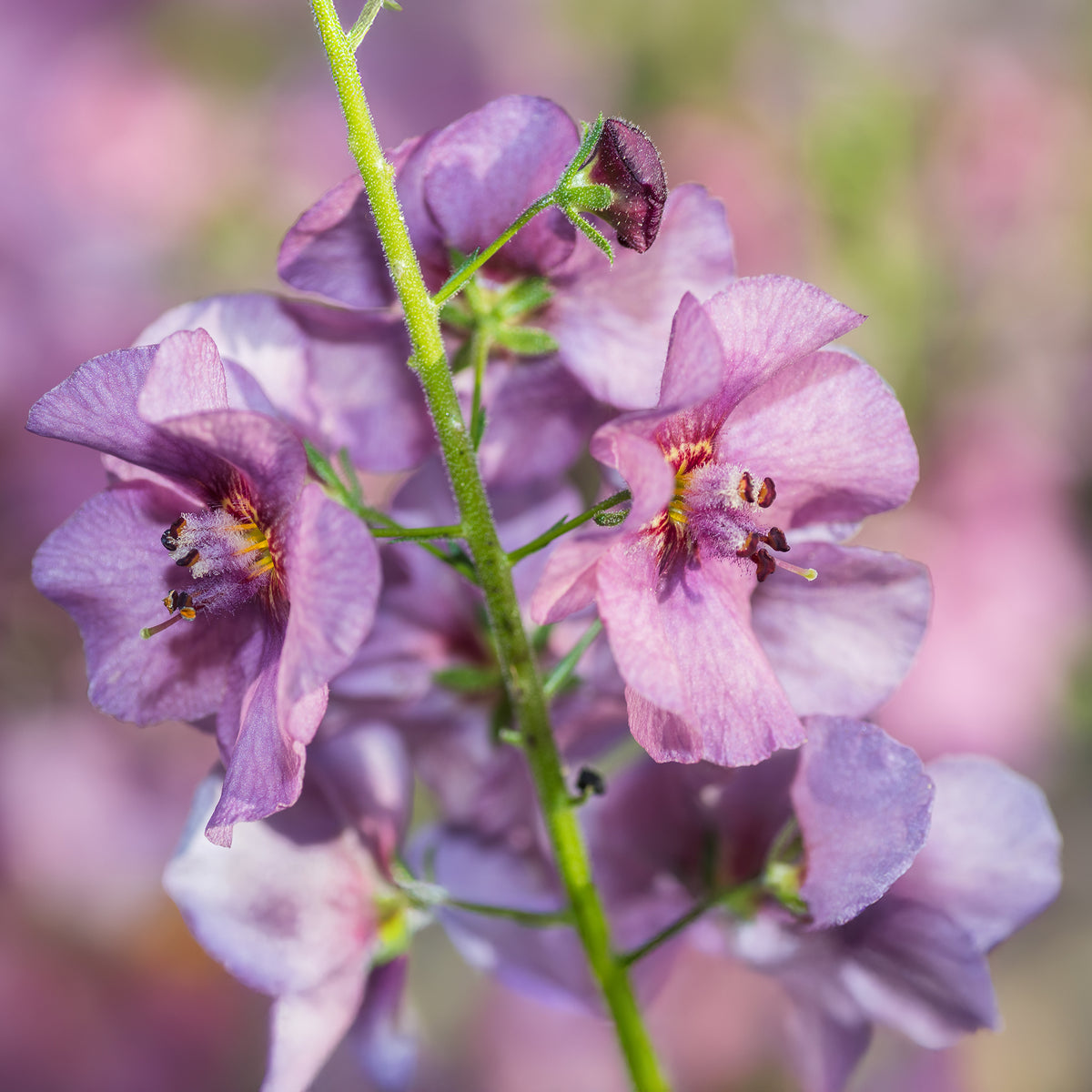 Toorts Pink Domino - Verbascum Pink Domino - Bakker