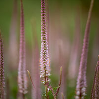 Virginische ereprijs Erika - Veronicastrum virginicum erika - Bakker