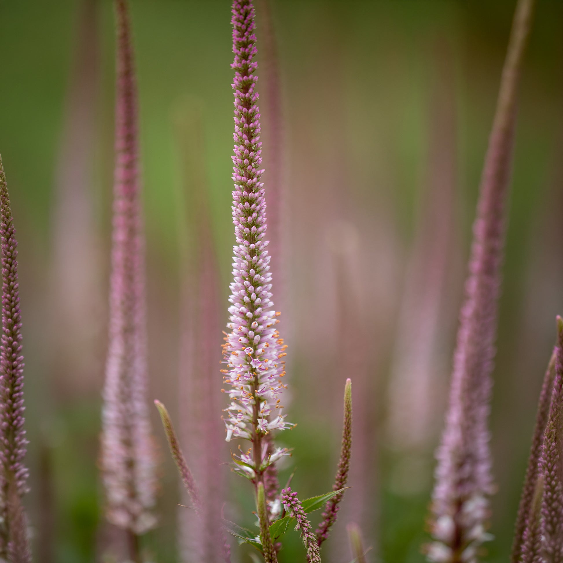 Virginische ereprijs Erika - Veronicastrum virginicum erika - Bakker