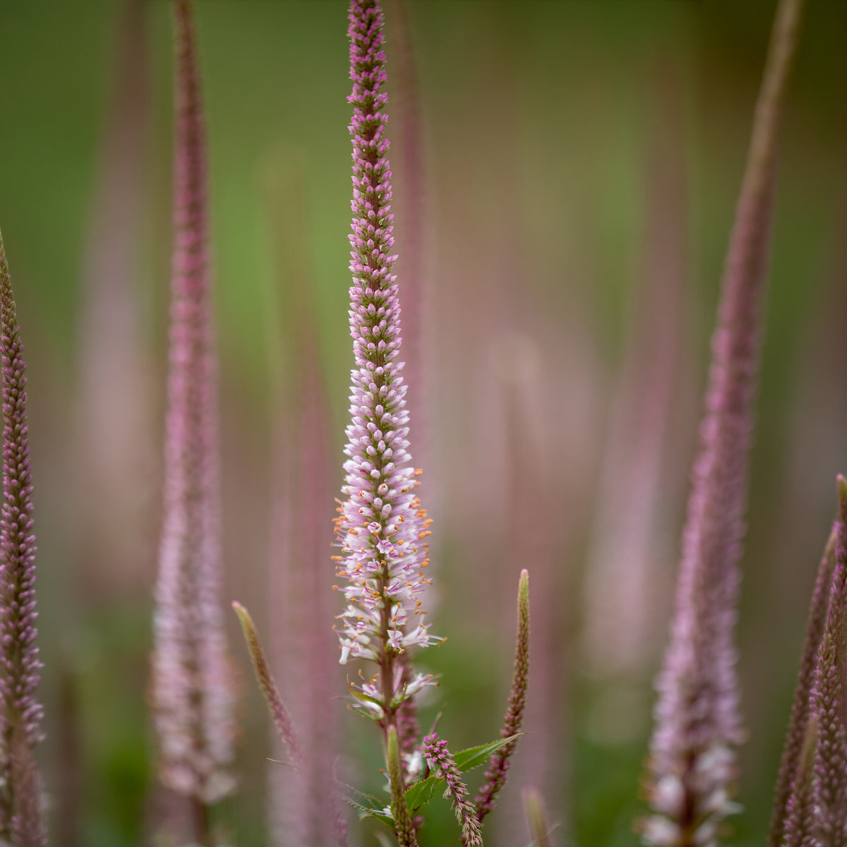 Virginische ereprijs Erika - Veronicastrum virginicum erika - Bakker