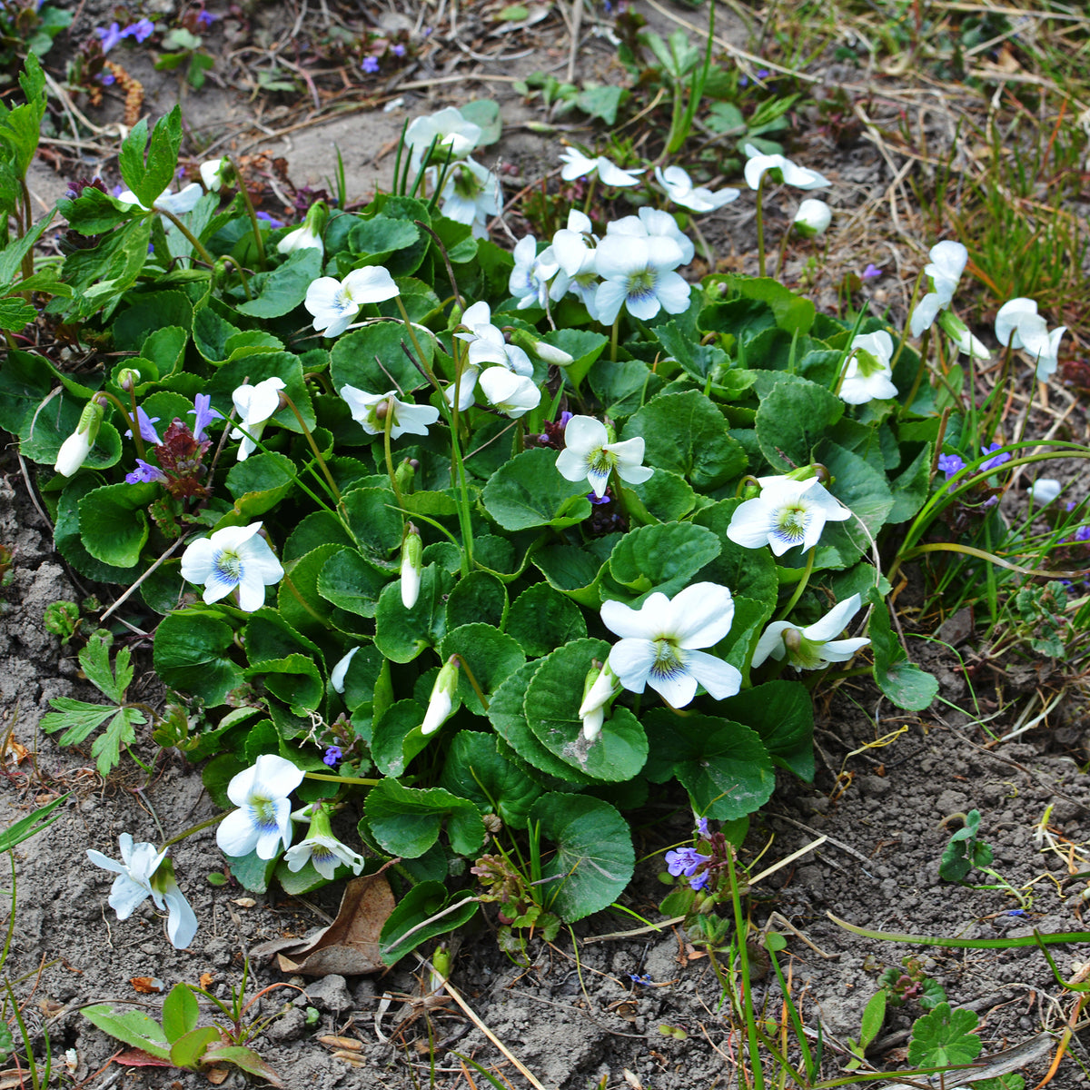 Viola odorata alba - Maarts viooltje Alba - Bloeiende vaste planten