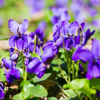 Viooltje Königin Charlotte - Viola odorata königin charlotte - Bakker