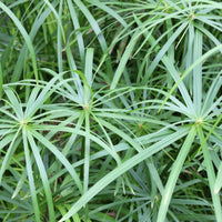 Cyperus longus - Cypergras - Siergrassen