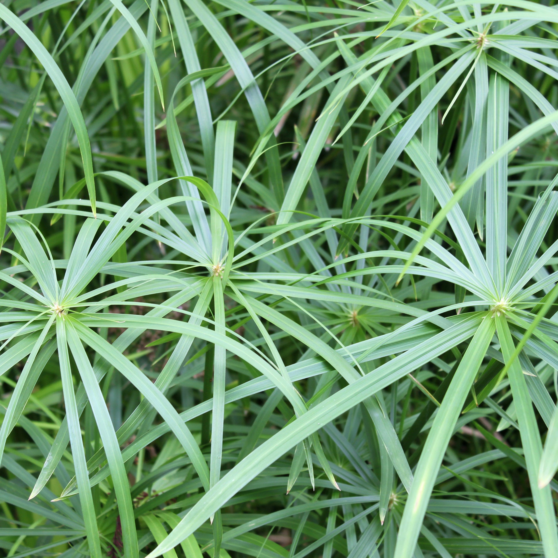 Cyperus longus - Cypergras - Siergrassen