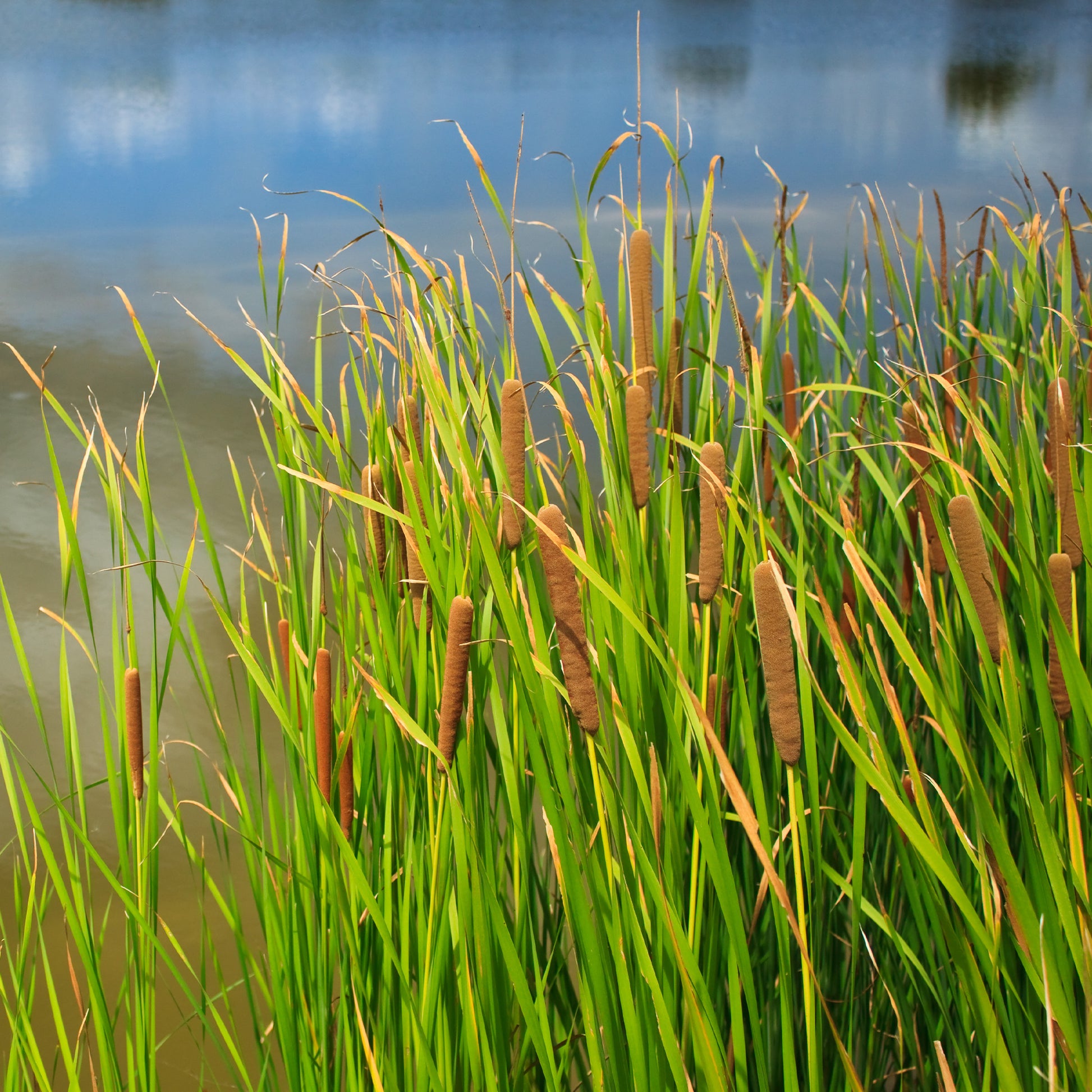 Grote lisdodde - Typha latifolia - Bakker