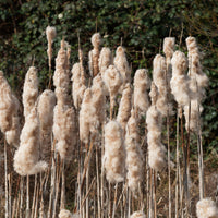 Typha latifolia - Grote lisdodde - Siergrassen