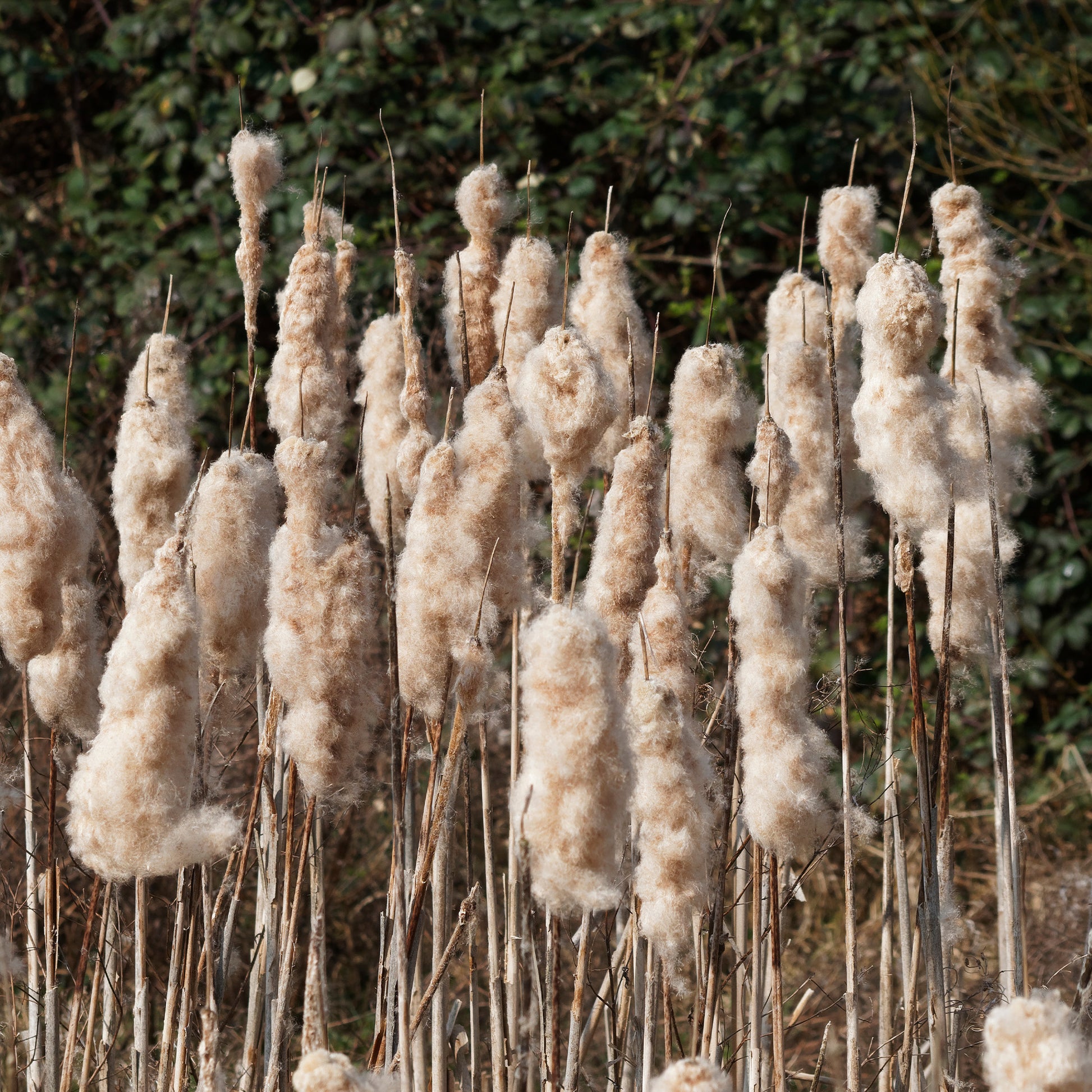 Typha latifolia - Grote lisdodde - Siergrassen