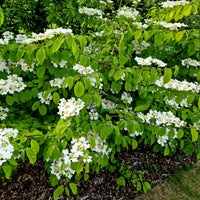 Viburnum plicatum 'watanabe' - Japanese sneeuwbal - Sneeuwbal (Viburnum)