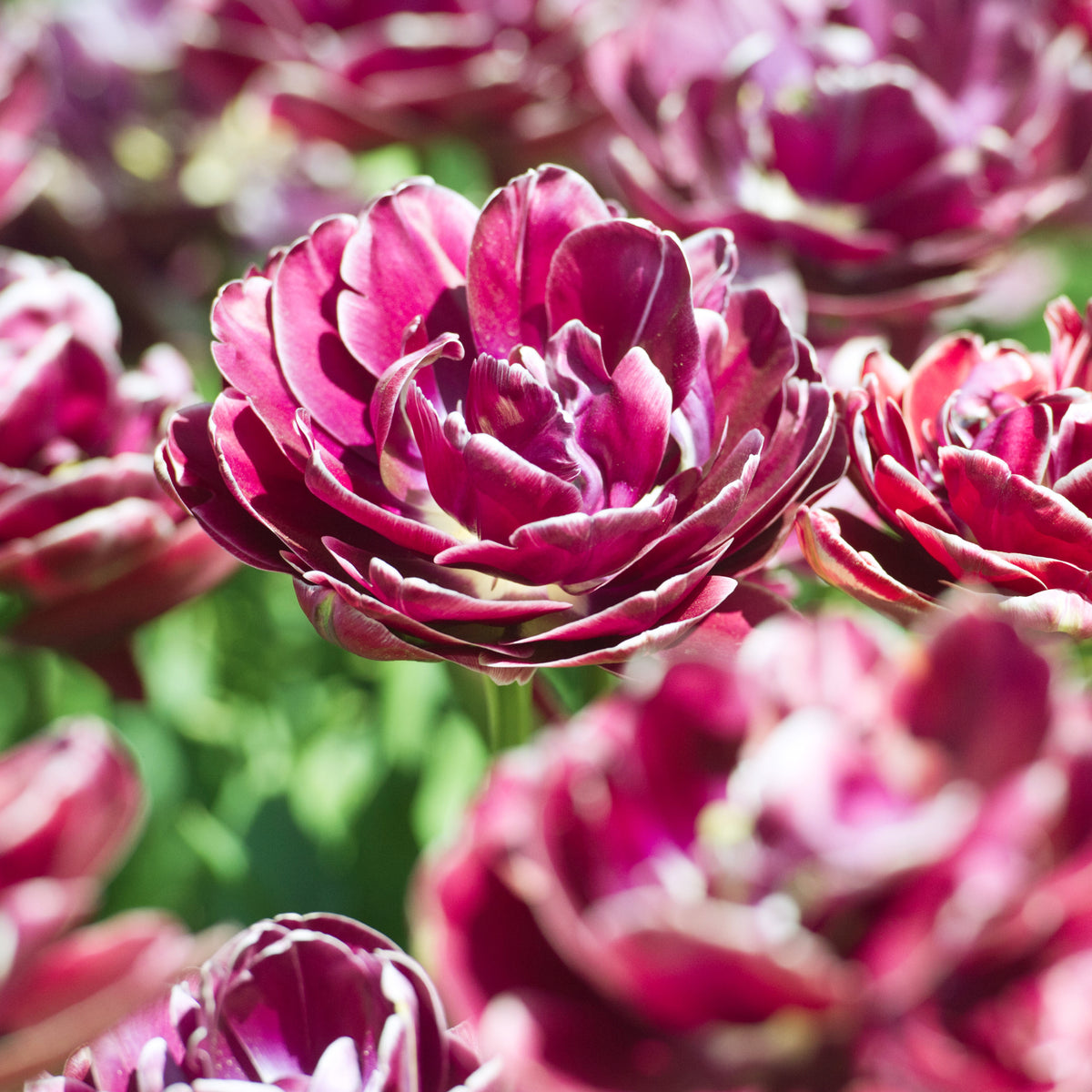Dubbelbloemige tulp 'Dream Touch' (x7) - Bakker