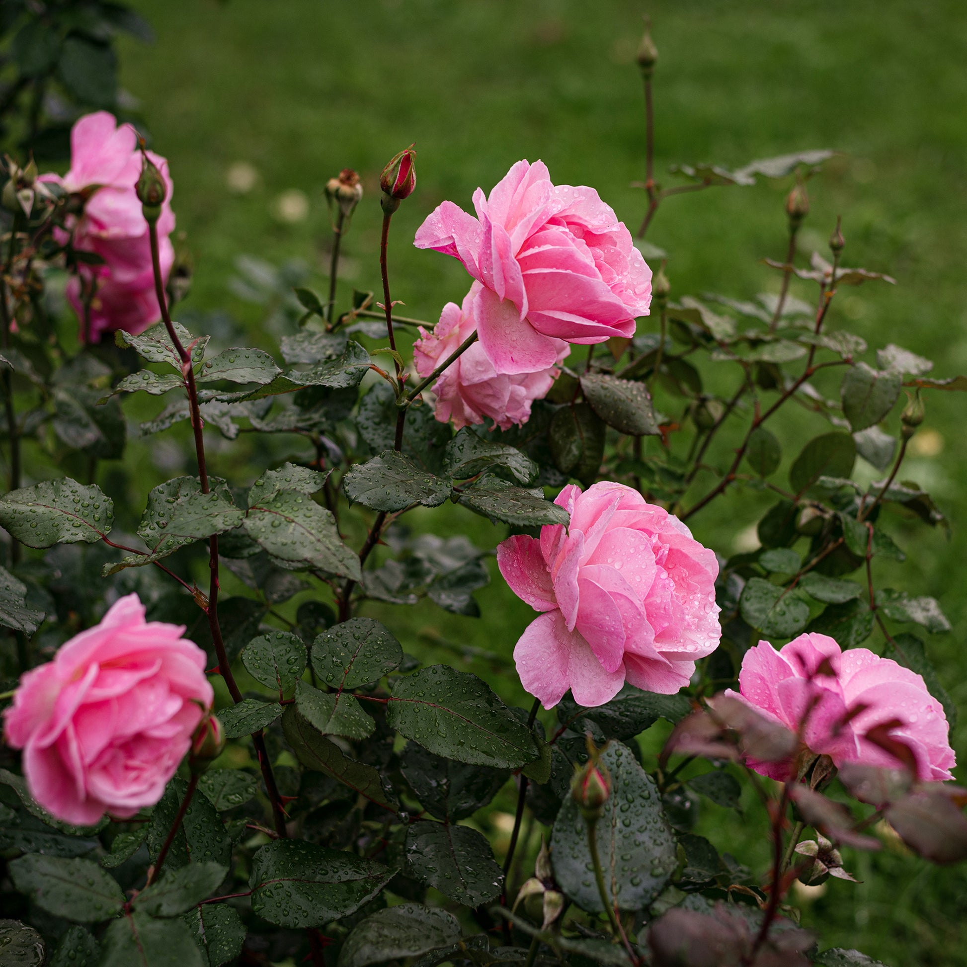 Verkoop Roos 'Queen Elisabeth' - Rosa Queen Elisabeth