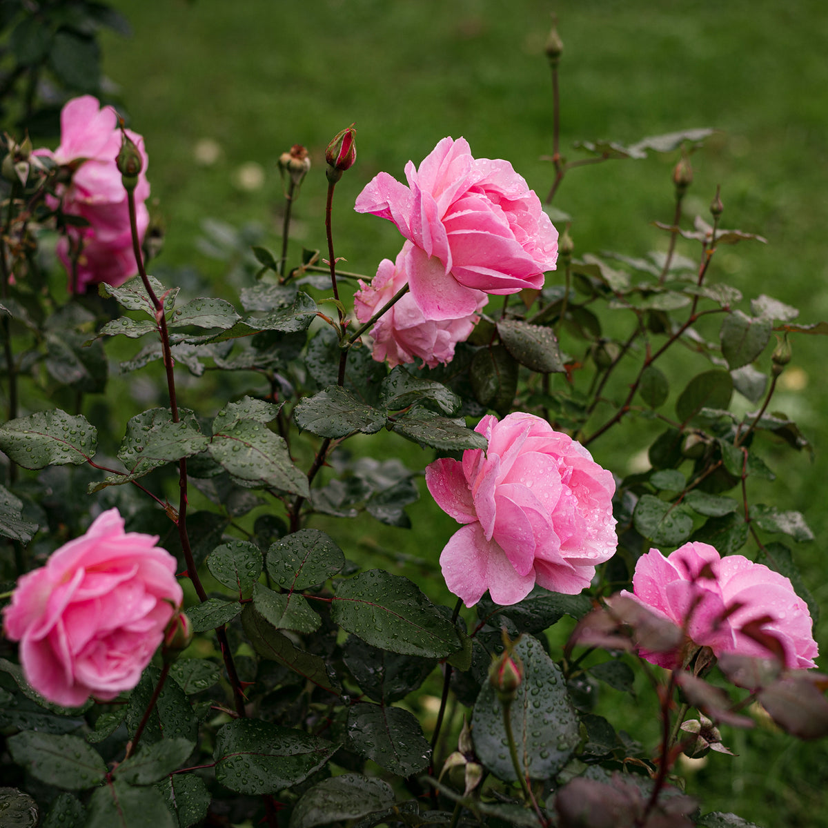 Verkoop Roos 'Queen Elisabeth' - Rosa Queen Elisabeth