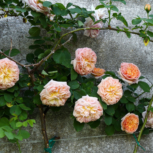 Klimroos 'Gloire de Dijon' - Bakker