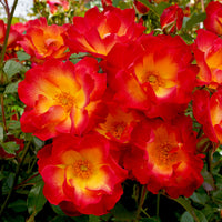 Roos 'Summer of Love'® - Bakker