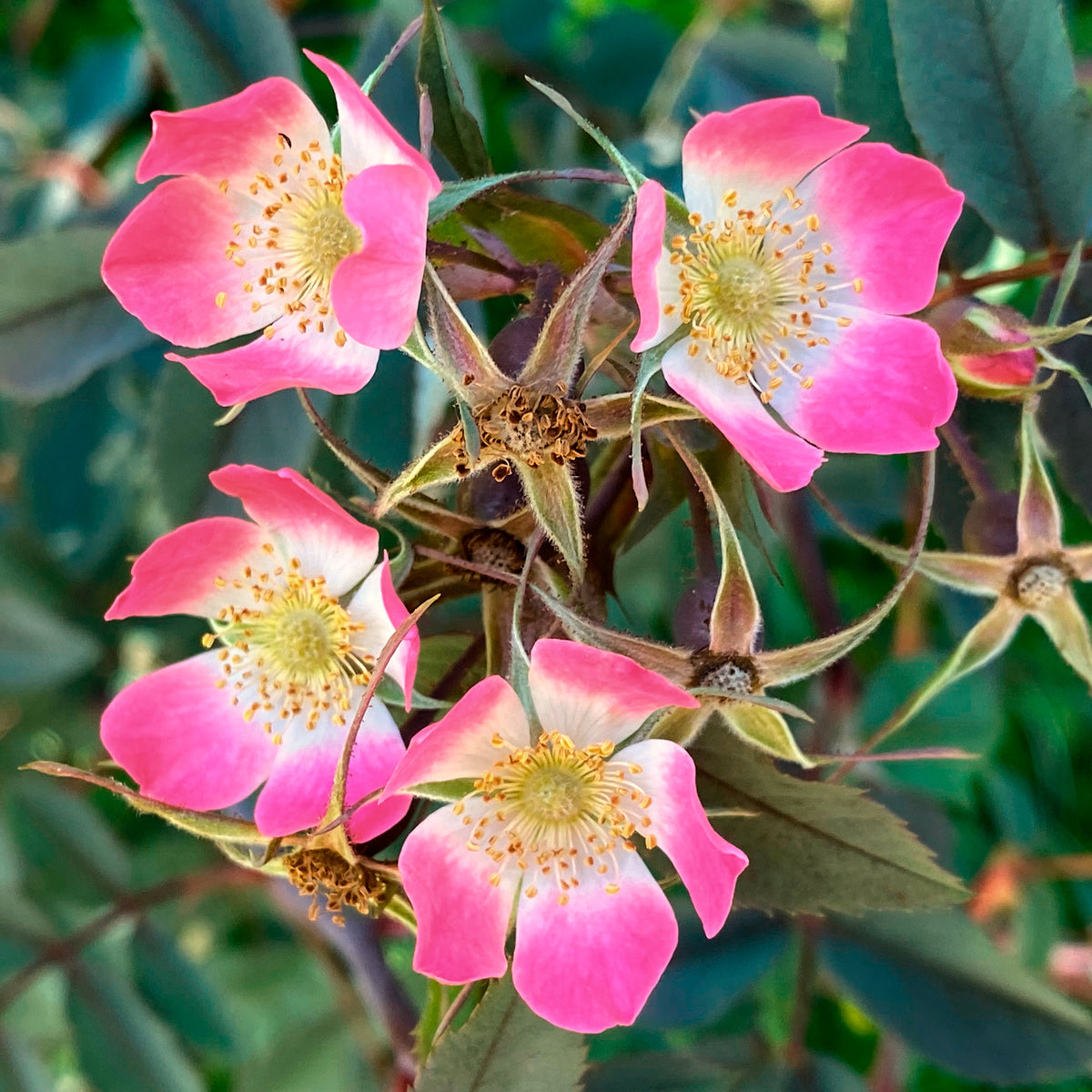 Verkoop Roos 'Glauca' - Rosa glauca