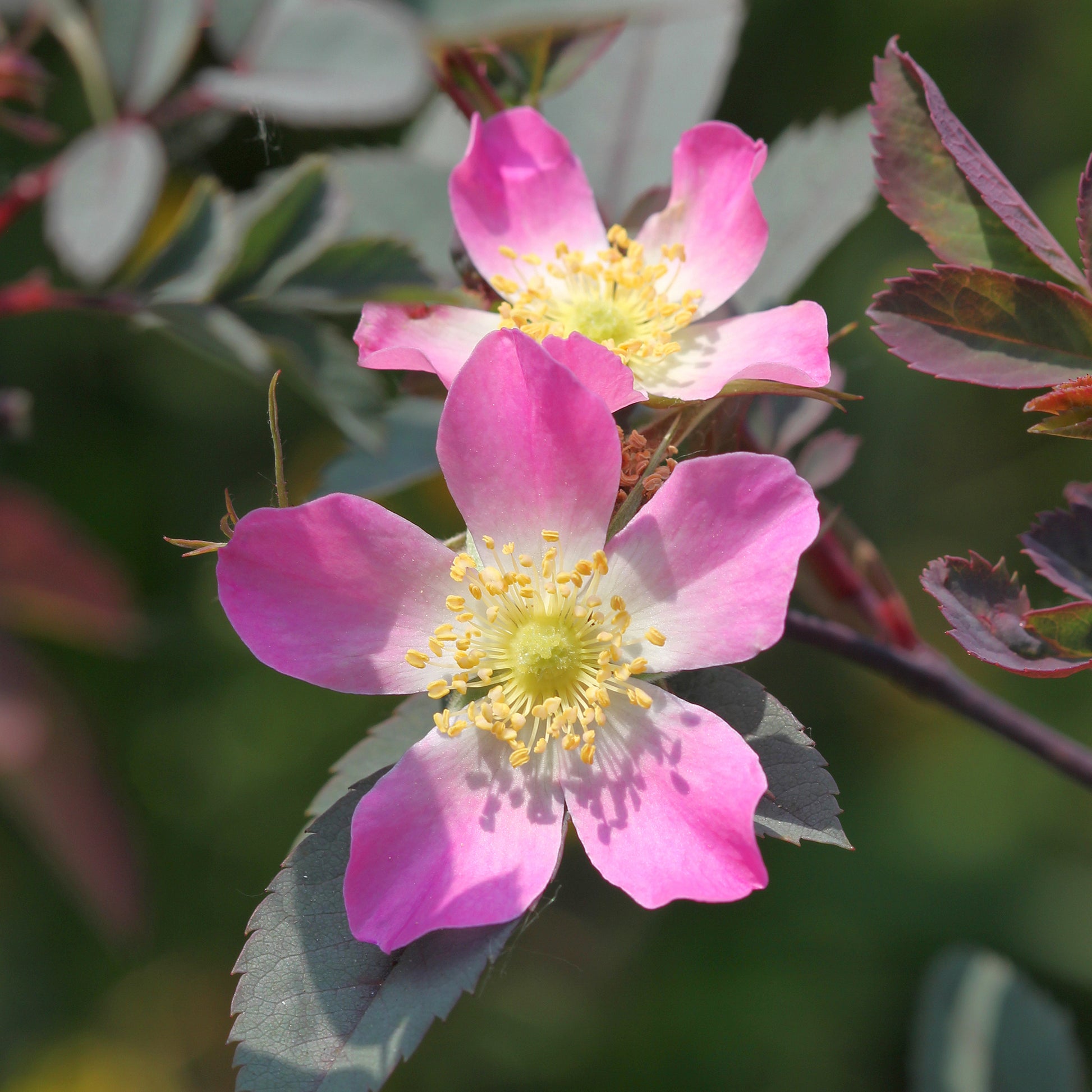 Rozen - Roos 'Glauca' - Rosa glauca