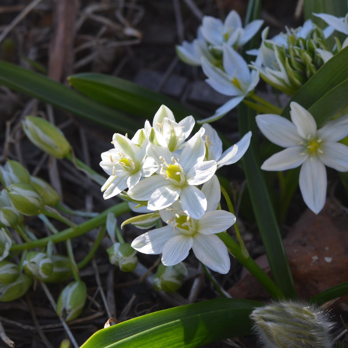 Voorjaarsbloeiers - Breedbladige vogelmelk (x20) - Ornithogalum balansae