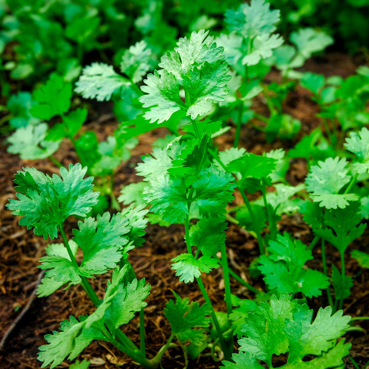 Kruidenzaden - Korianderzaden - Coriandrum sativum