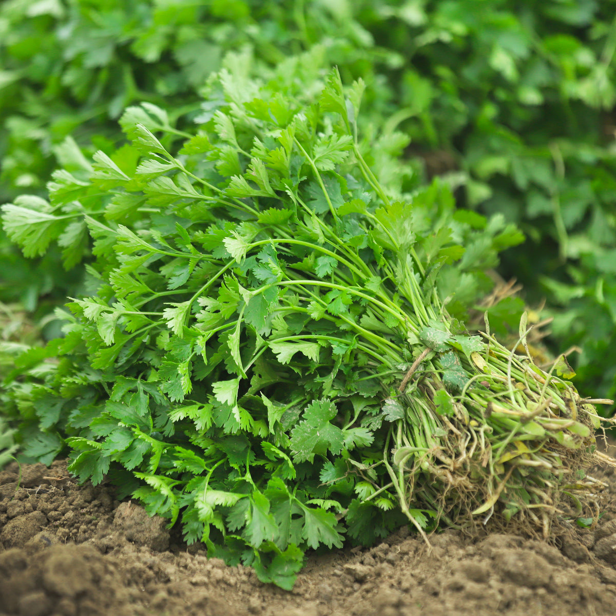 Coriandrum sativum - Korianderzaden - Kruidenzaden