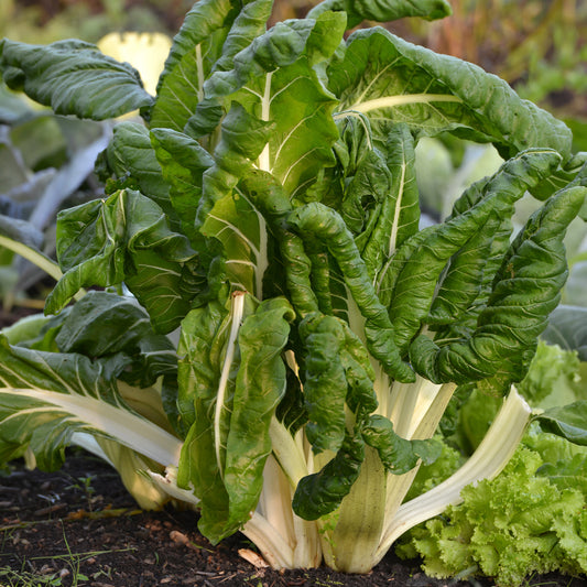 Snijbiet 'Carde Blance 3'- BIO - Bakker