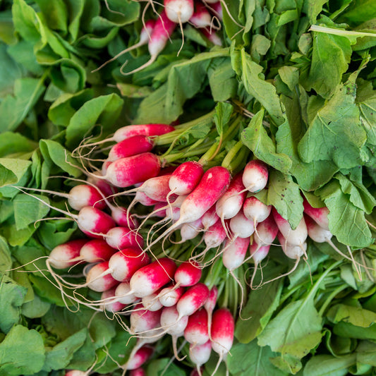 Radijs 'French Breakfast' - BIO - Bakker