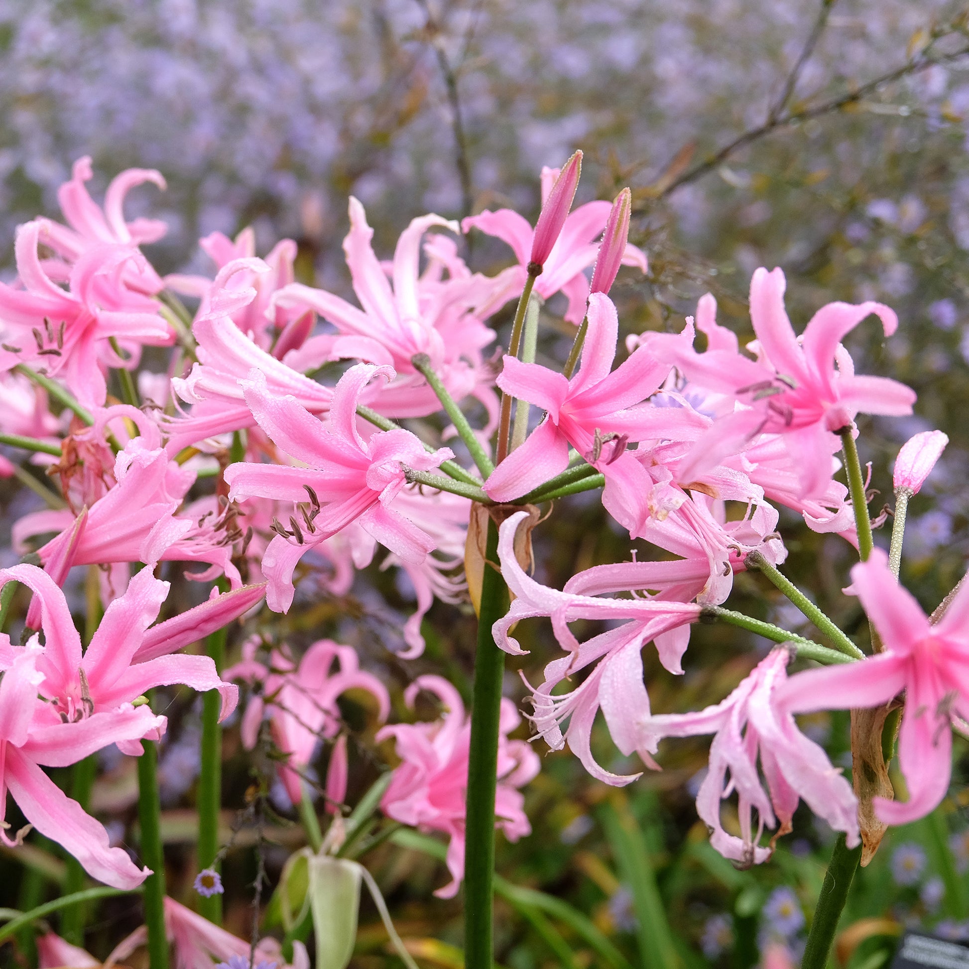 Amarine 'Belladiva Aphrodite' (x4) - Amarine belladiva aphrodite - Bakker