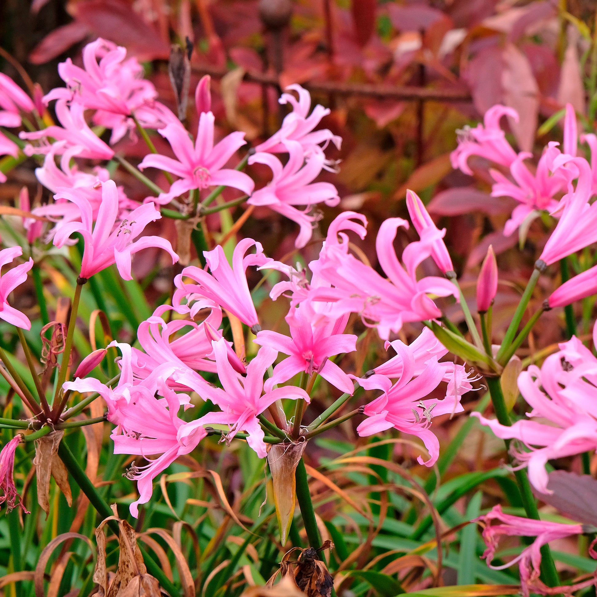 Verkoop Amarine 'Belladiva Aphrodite' (x4) - Amarine belladiva aphrodite