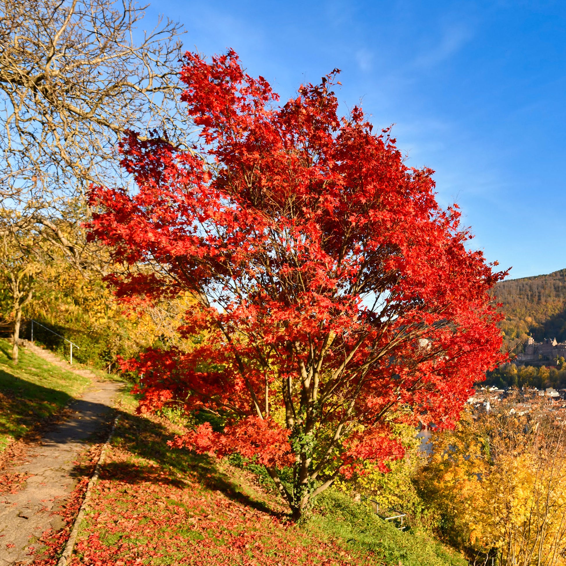 Chinese esdoorn - Acer ginnala - Bakker
