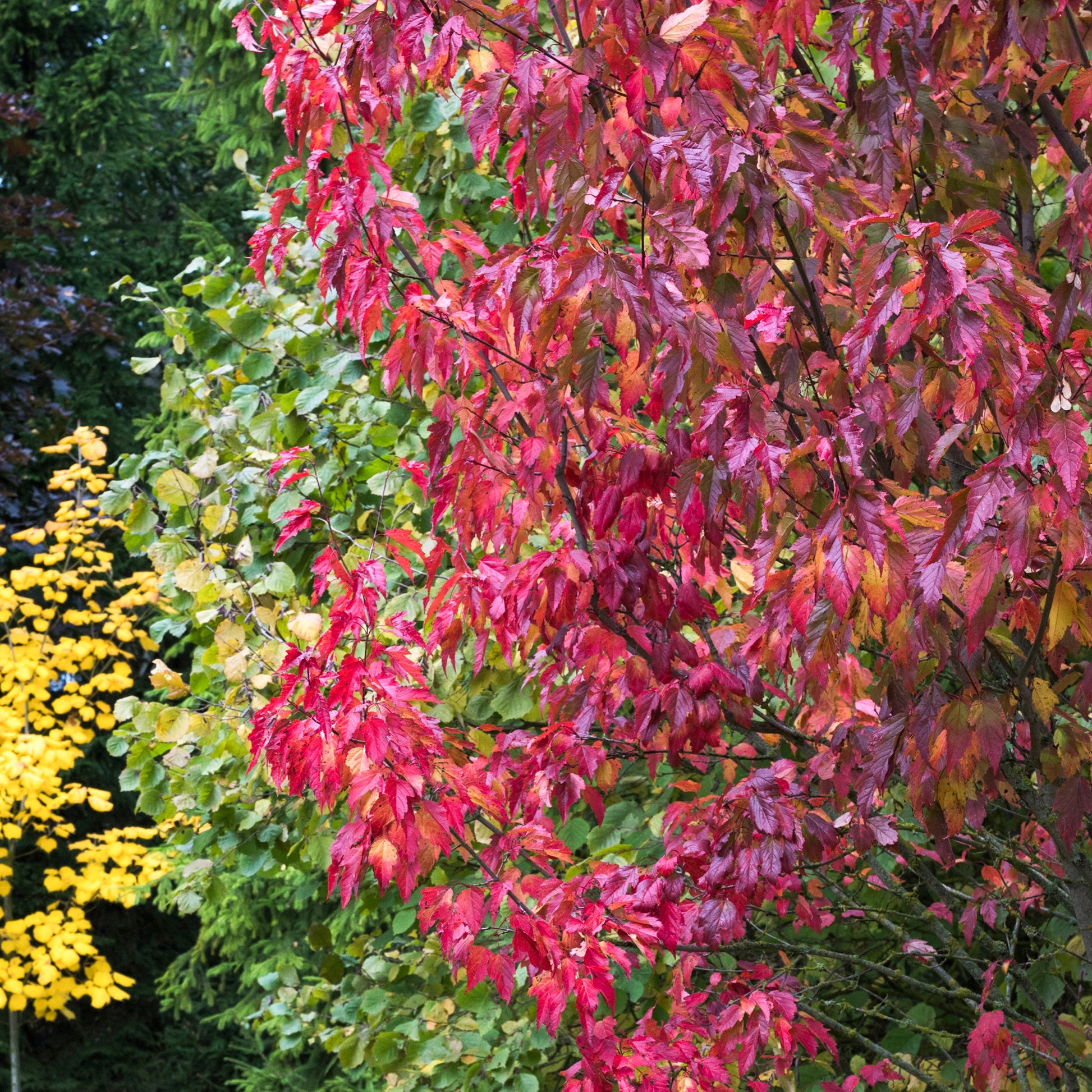 Esdoorn - Chinese esdoorn - Acer ginnala