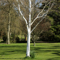 Himalayaberk - Betula utilis - Bakker