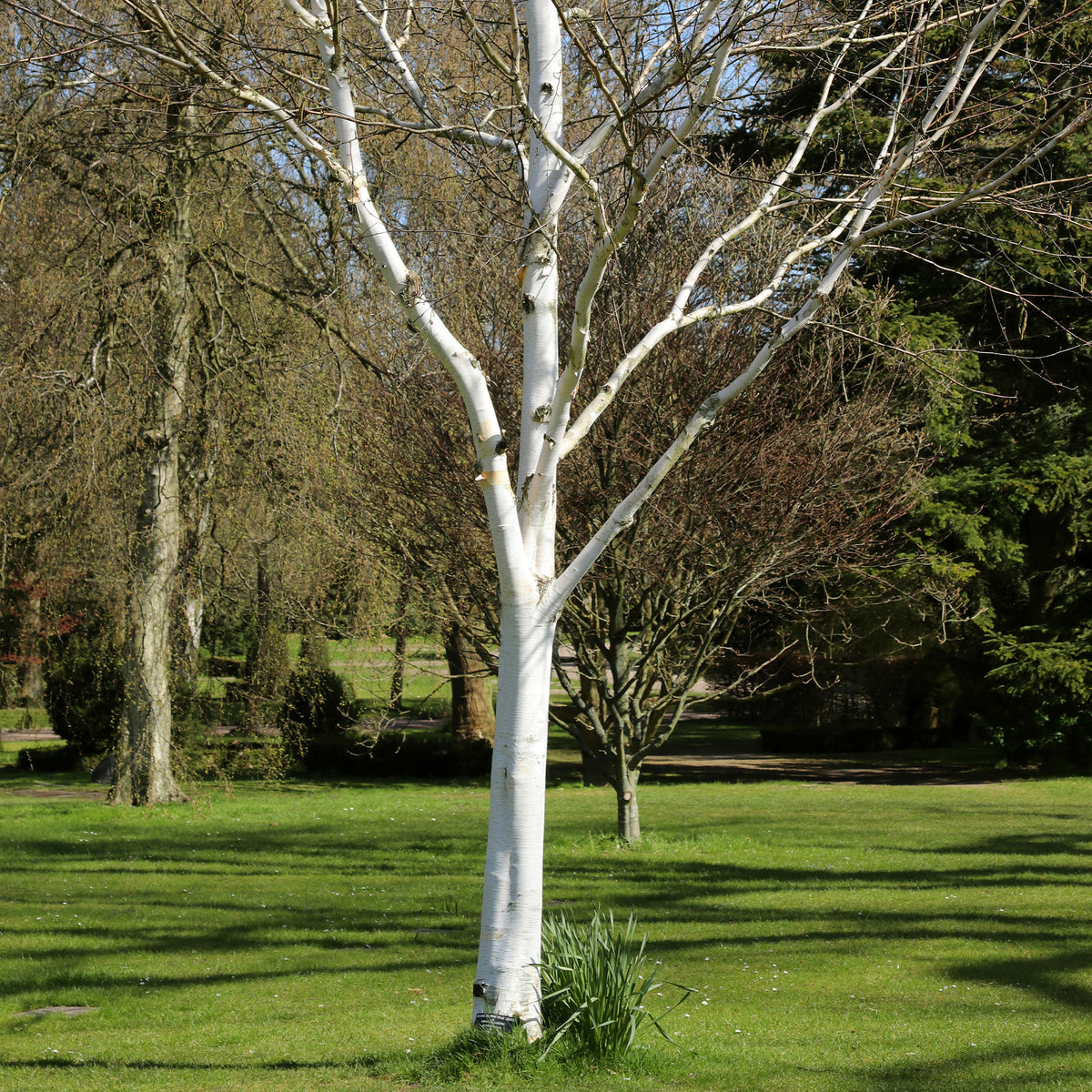 Himalayaberk - Betula utilis - Bakker