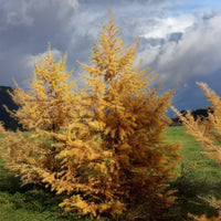 Japanse lariks - Larix kaempferi - Bakker