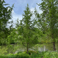 Lariks - Japanse lariks - Larix kaempferi