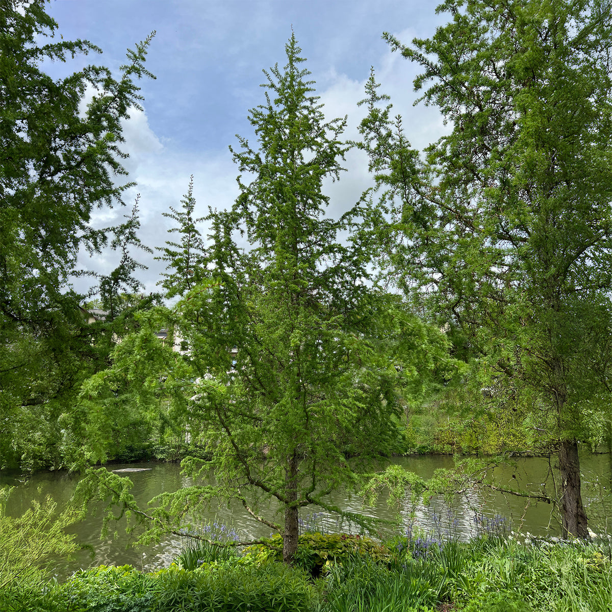 Larix kaempferi - Japanse lariks - Lariks