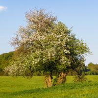 Wilde appel - Malus sylvestris - Bakker