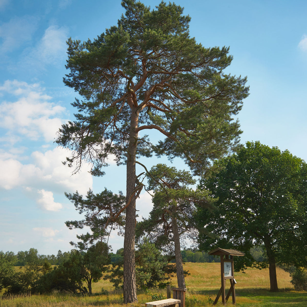 Grove den - Bakker