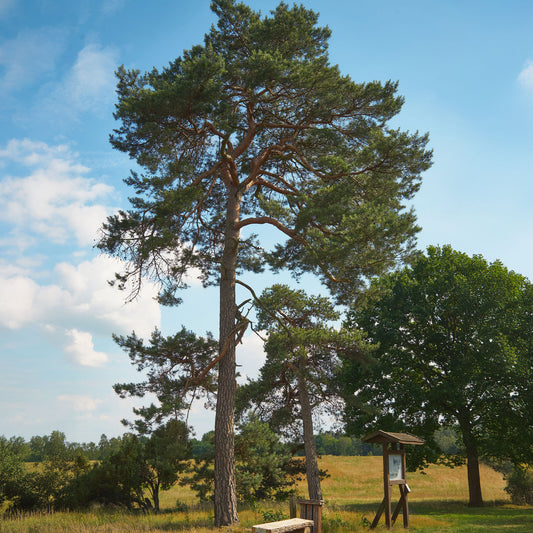 Grove den - Bakker