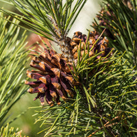 Den - Grove den - Pinus sylvestris