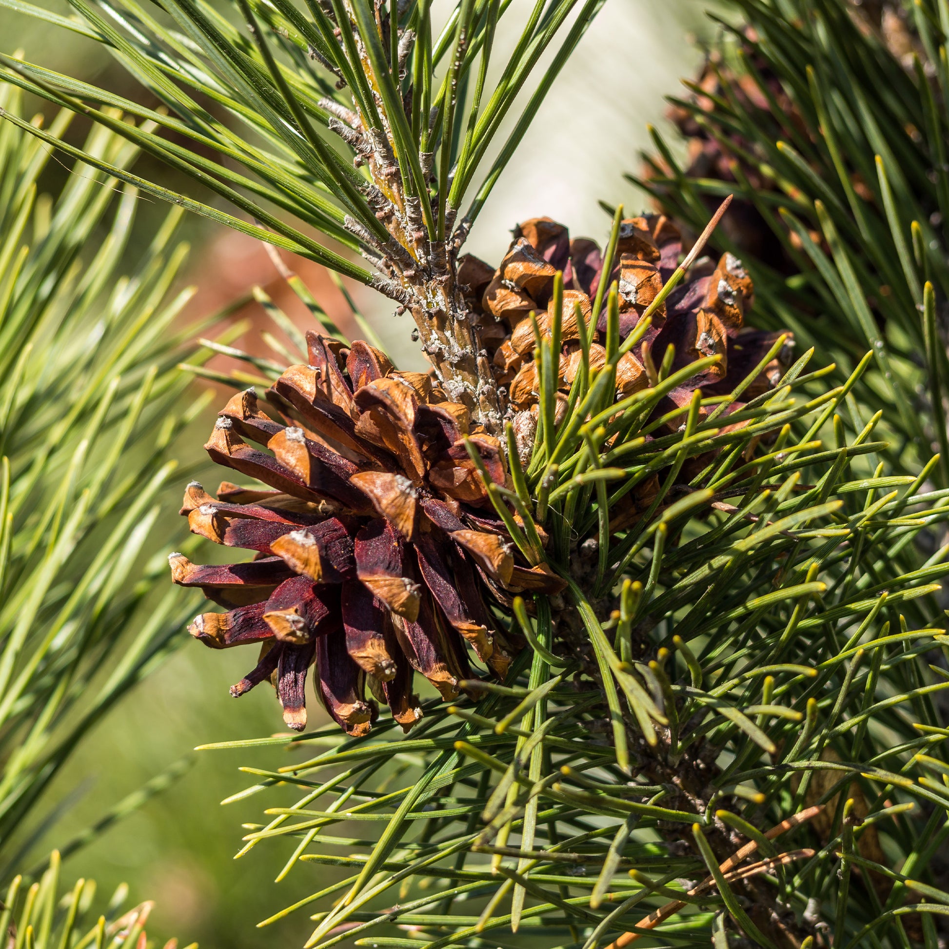 Den - Grove den - Pinus sylvestris