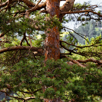 Pinus sylvestris - Grove den - Den