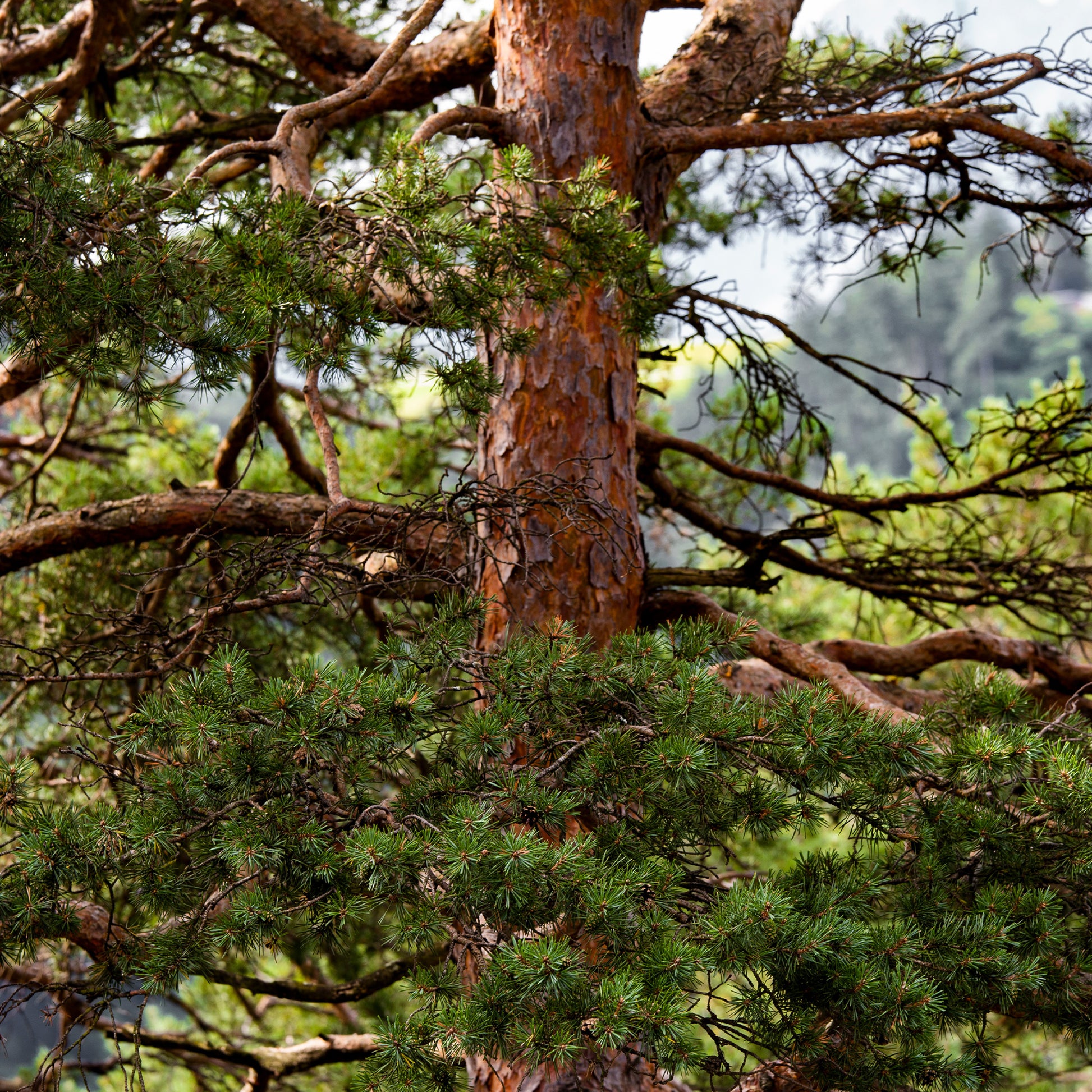 Pinus sylvestris - Grove den - Den