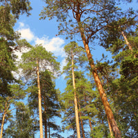 Grove den - Pinus sylvestris - Bakker