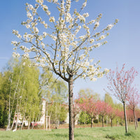 Zoete Kers - Prunus avium - Bakker