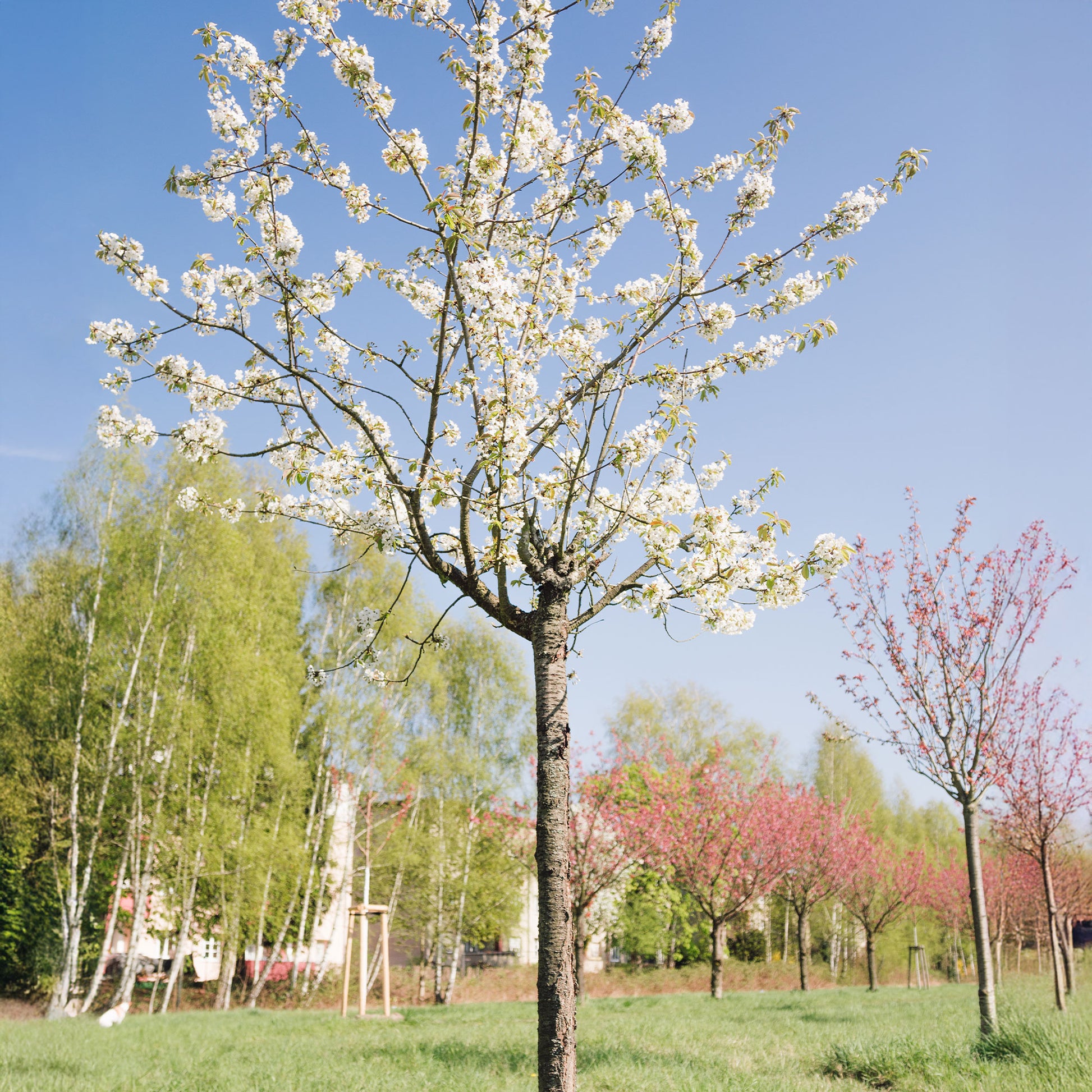 Zoete Kers - Prunus avium - Bakker