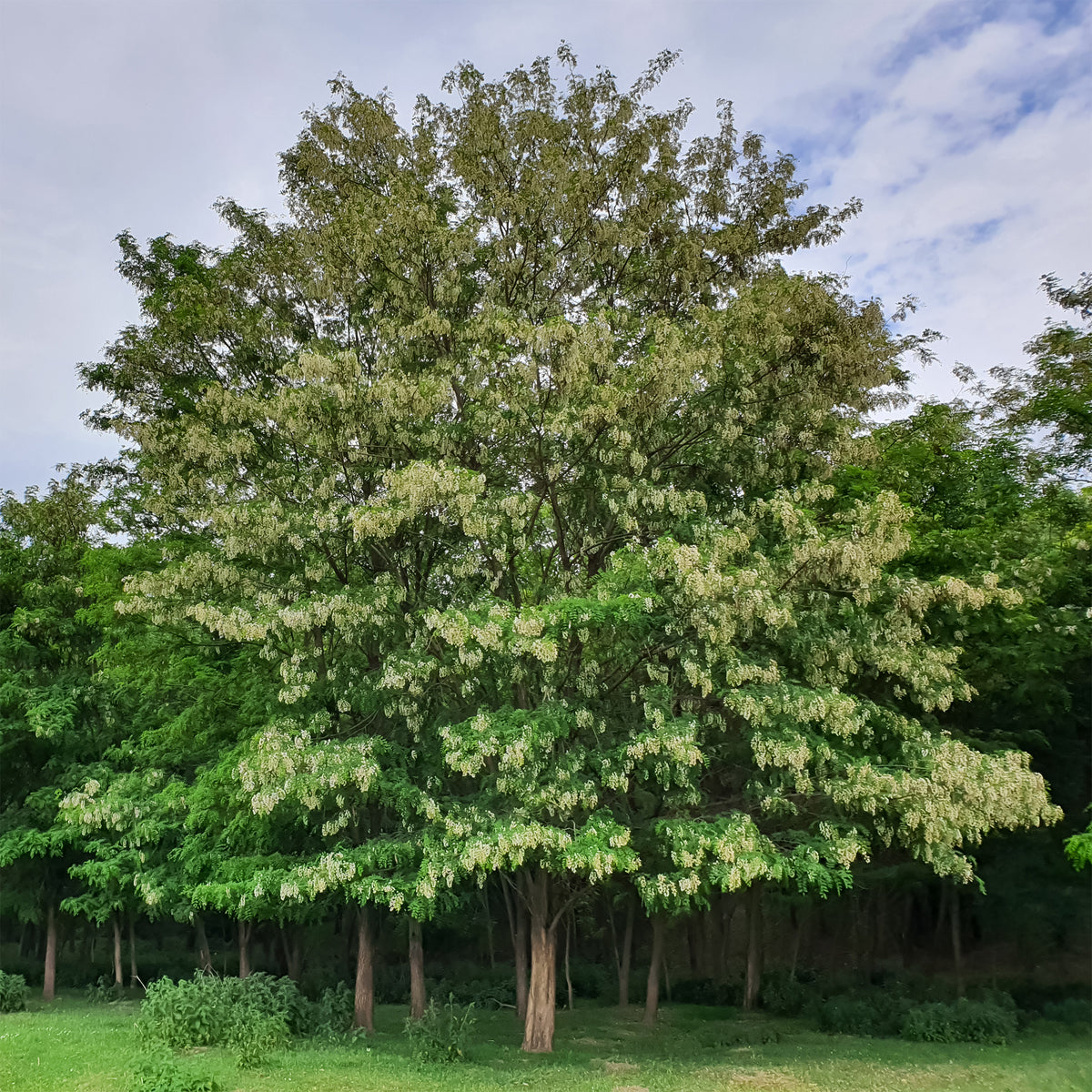 Robinia - Bakker