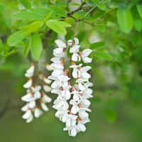 Robinia - Robinia pseudoacacia - Bakker