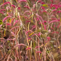 Vingergras 'Rehbraum' - Panicum virgatum Rehbraun - Bakker