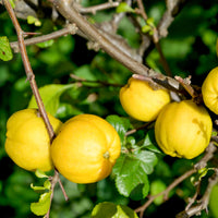 Japanse sierkwee 'Crimson and Gold' - Chaenomeles superba Crimson and Gold - Bakker